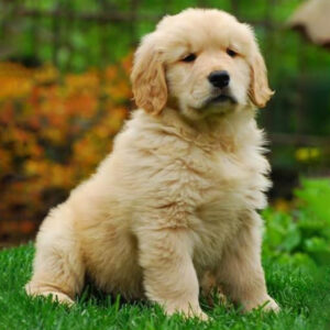 Golden Retriever